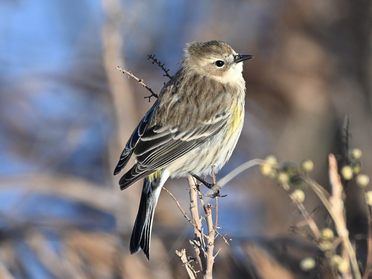 Yellow-rumped Warbler - ML646183599