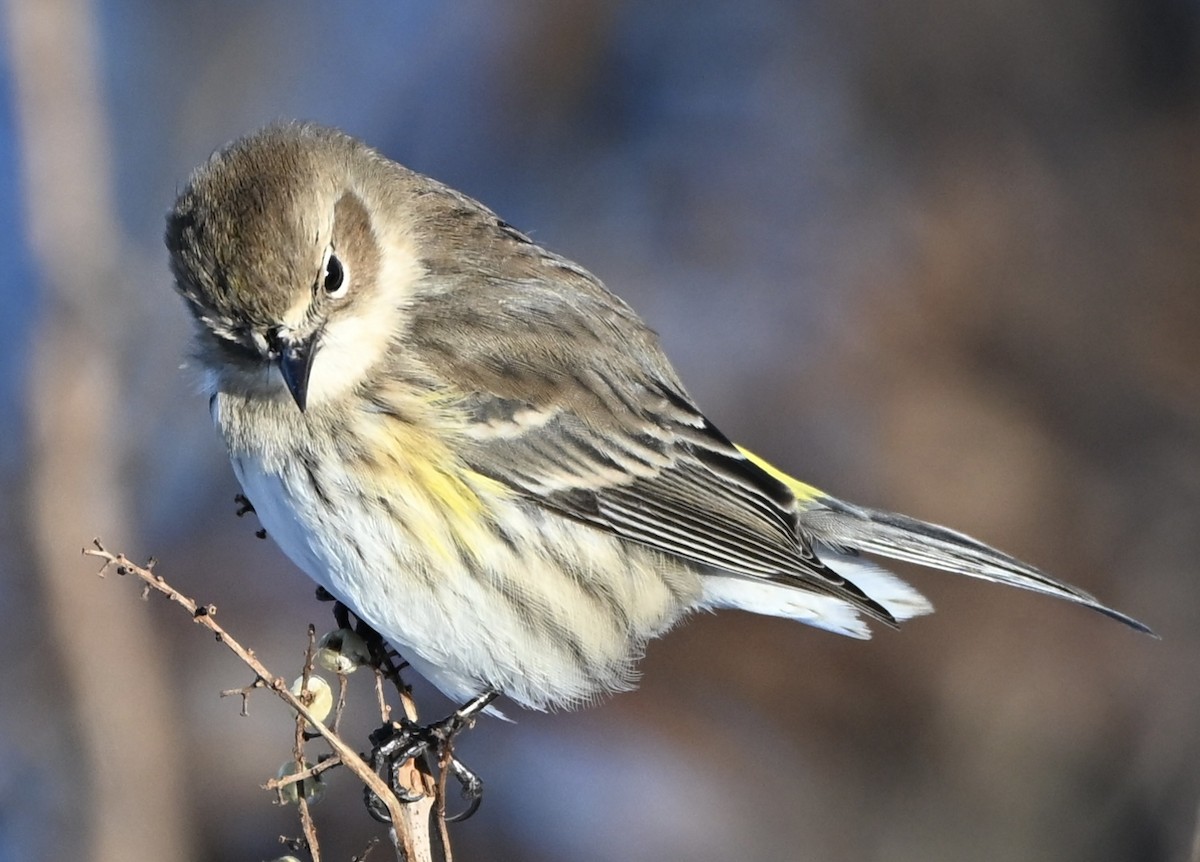 Yellow-rumped Warbler - ML646183600