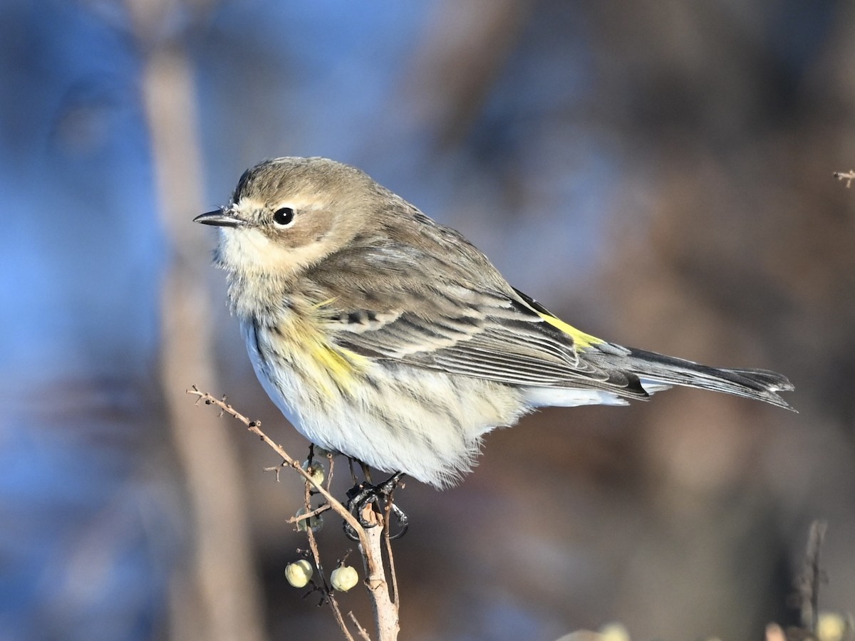 Yellow-rumped Warbler - ML646183601