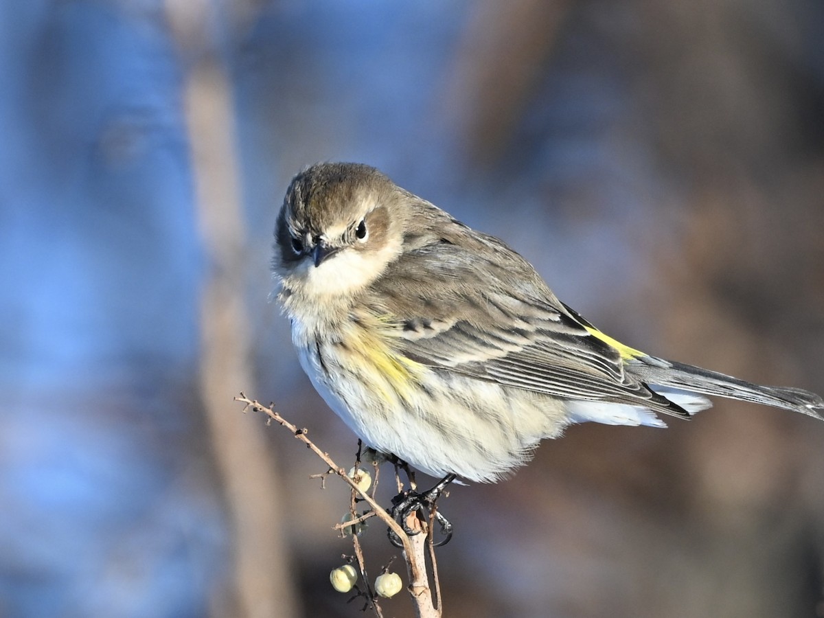 Yellow-rumped Warbler - ML646183602