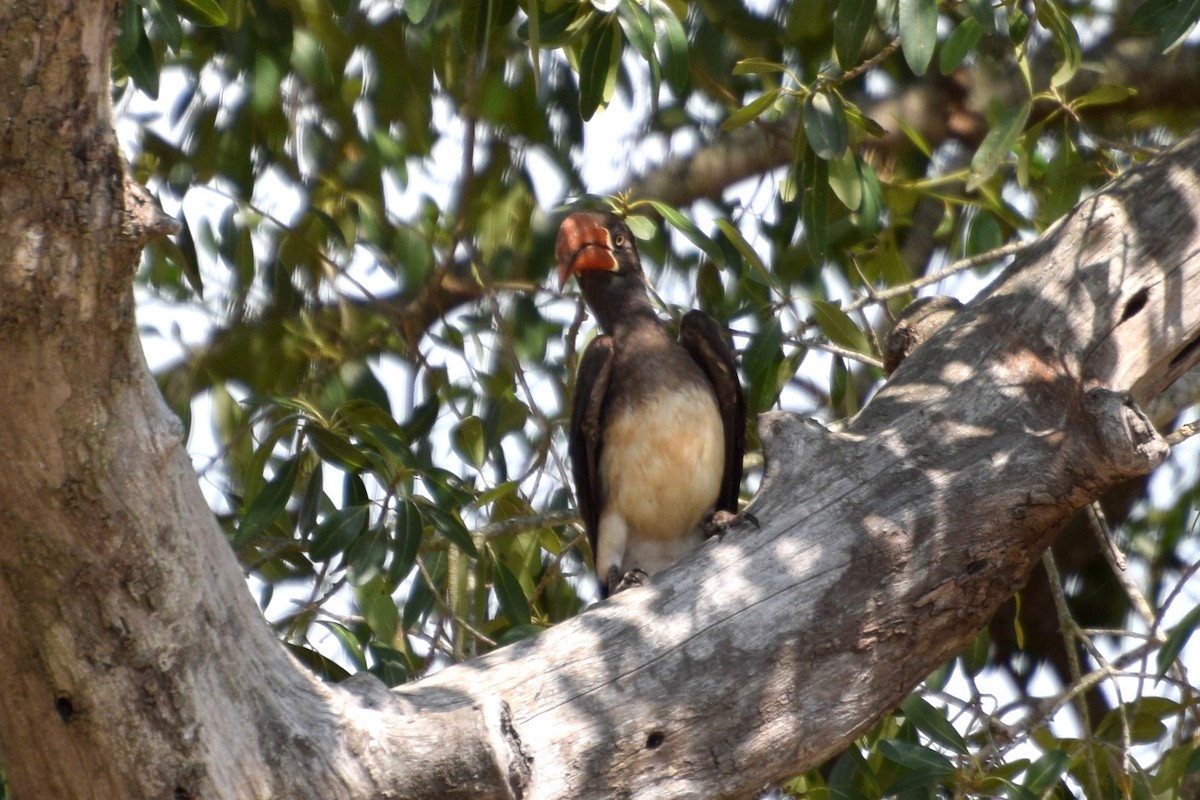 Crowned Hornbill - ML646183603