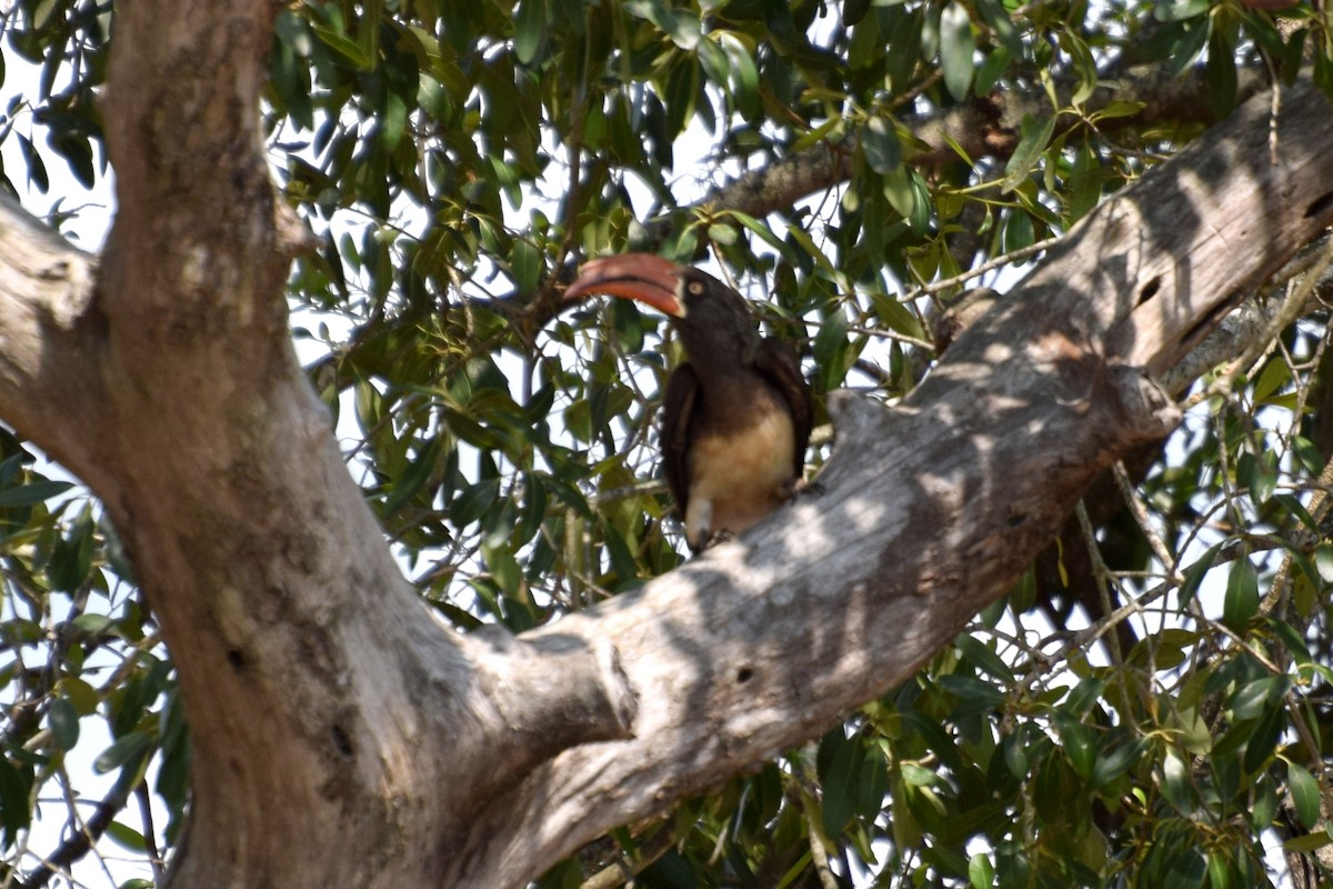 Crowned Hornbill - ML646183604