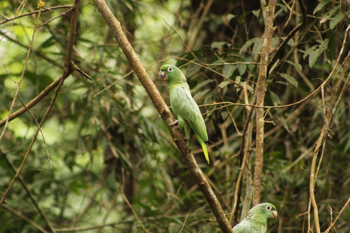 Mealy Amazon - ML646183609