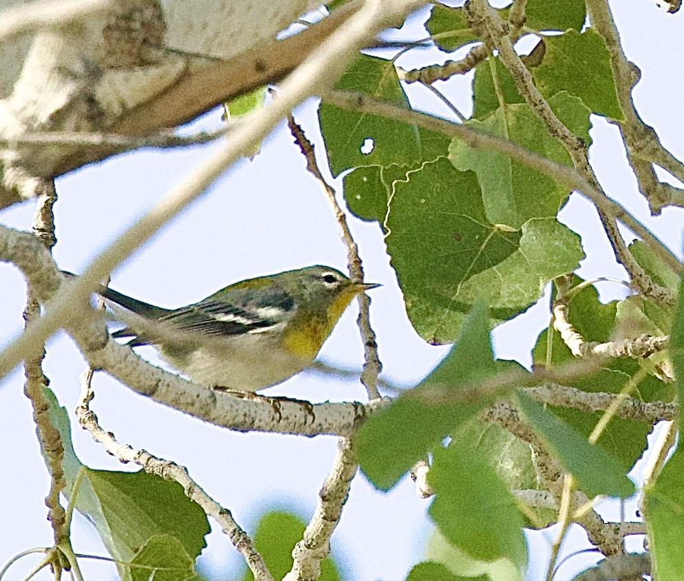 Очковая древесница - ML646183613