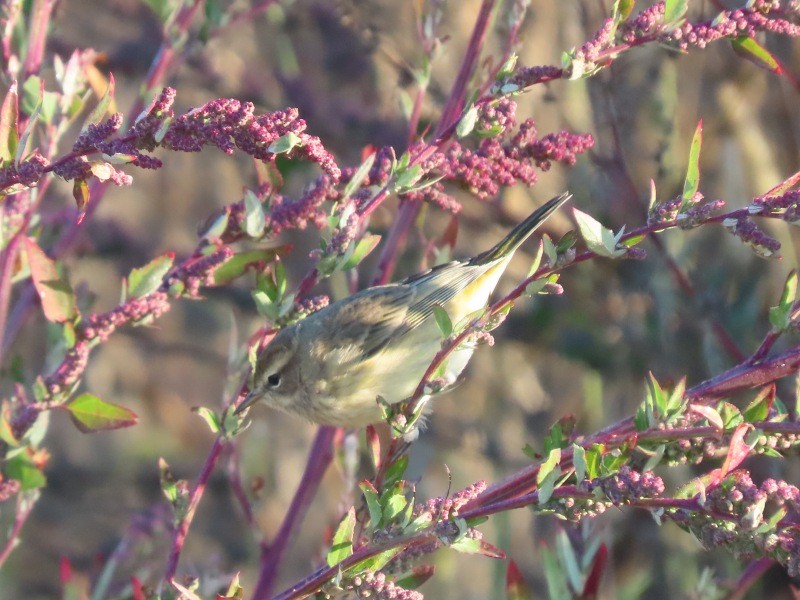 Palm Warbler - ML646183617