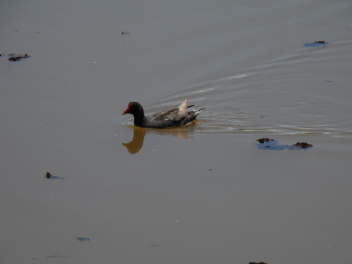 סופית אמריקנית - ML646183624