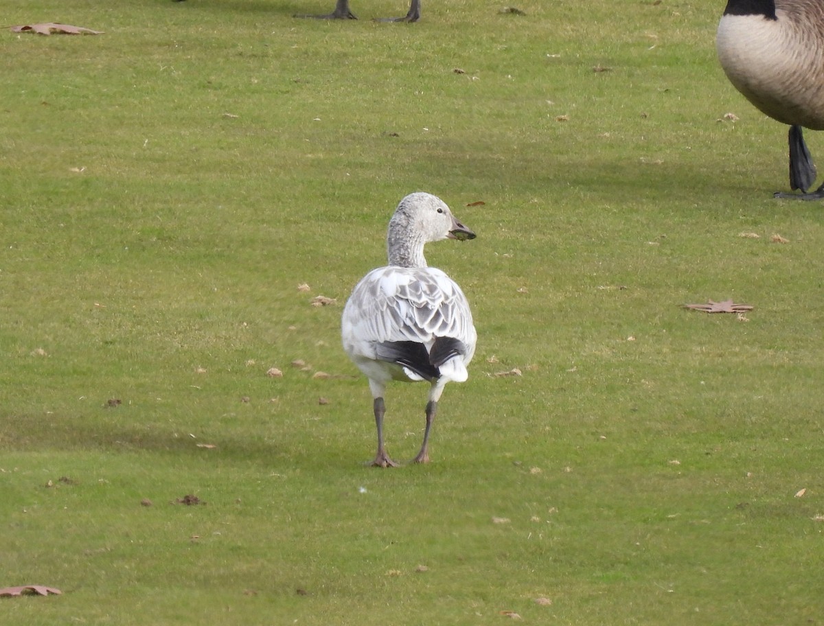 Snow Goose - ML646183630