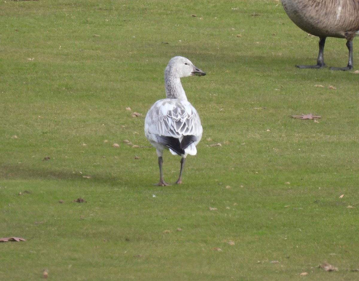 Snow Goose - ML646183631