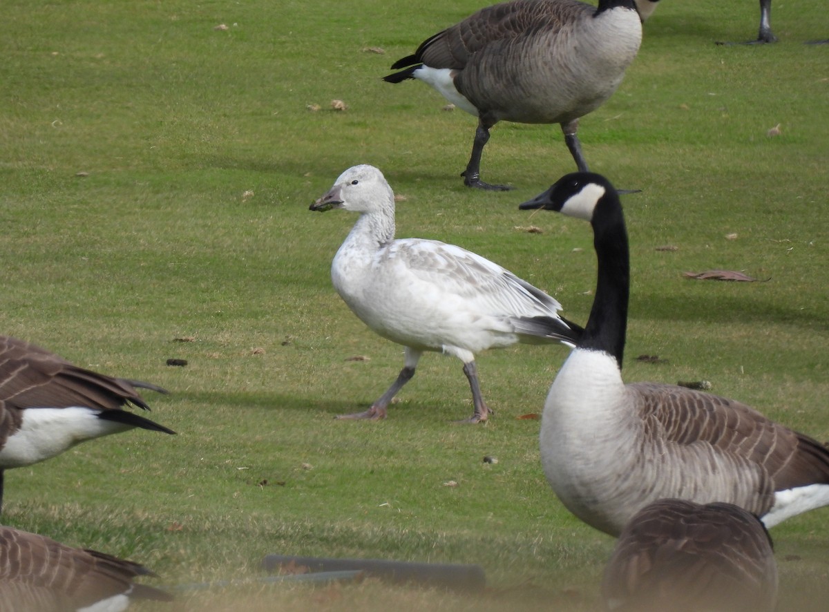 Snow Goose - ML646183632