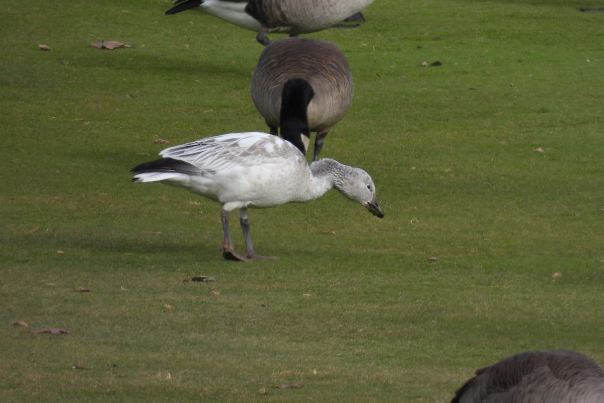 Snow Goose - ML646183633