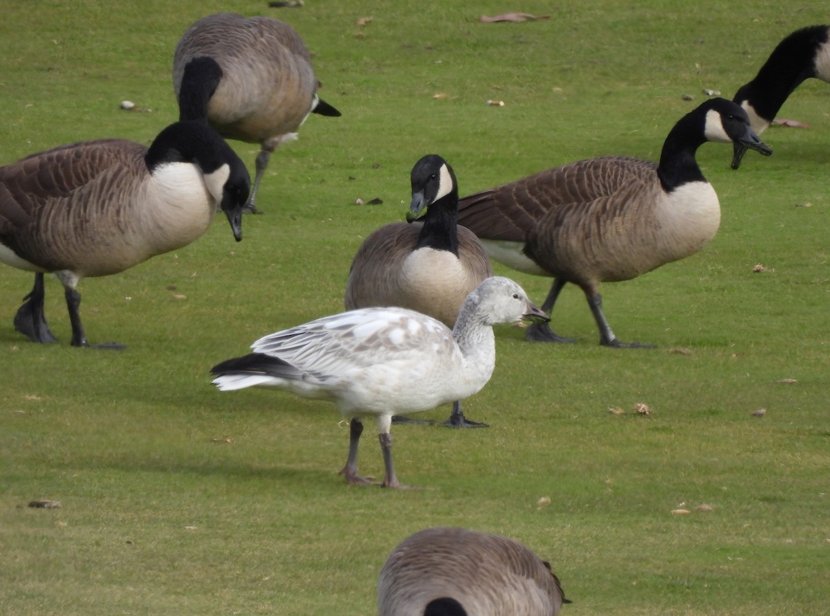 Snow Goose - ML646183634