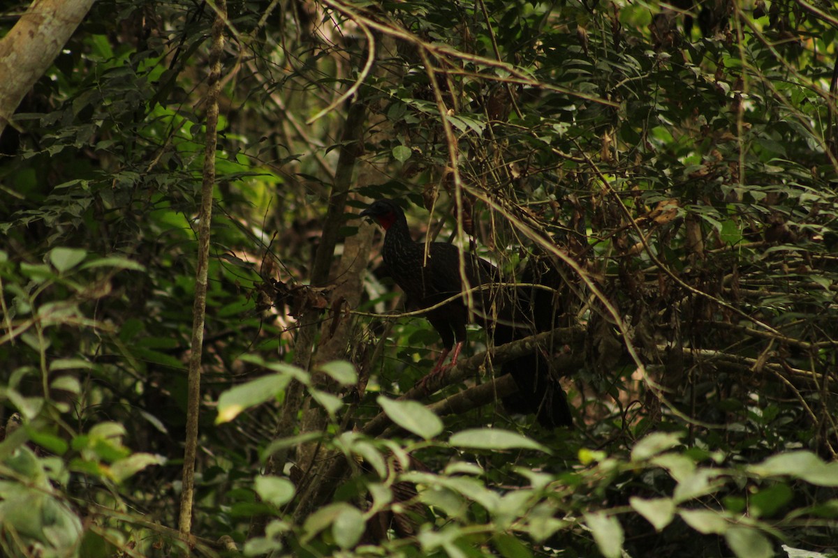 Spix's Guan - ML646183636