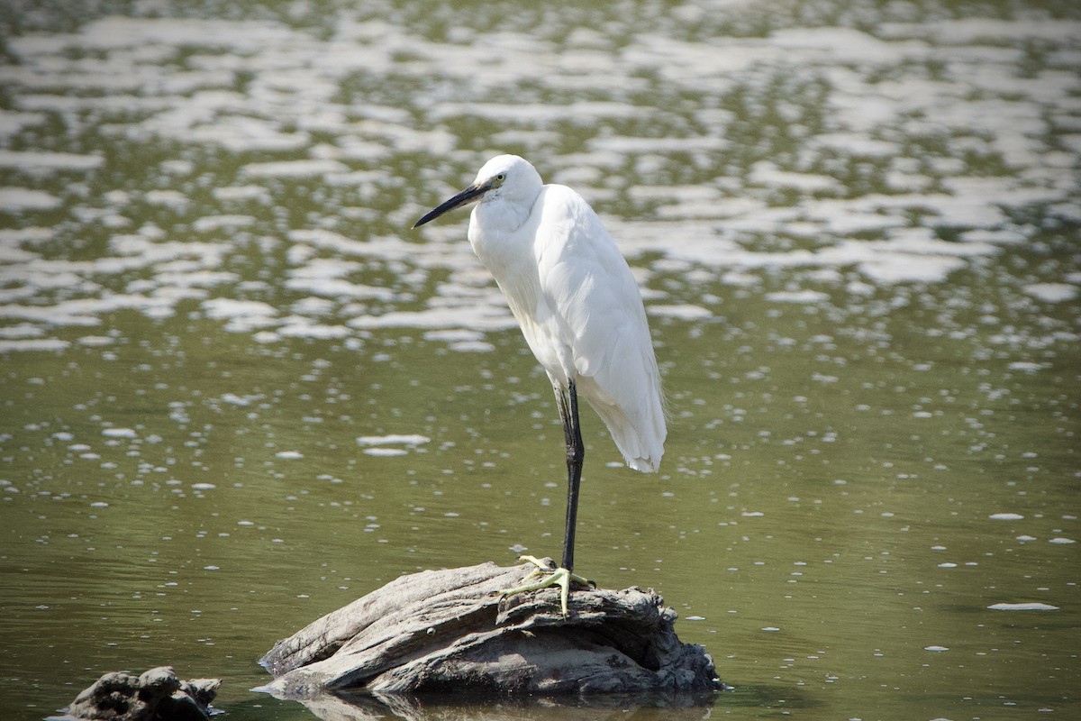 Little Egret - ML646183637