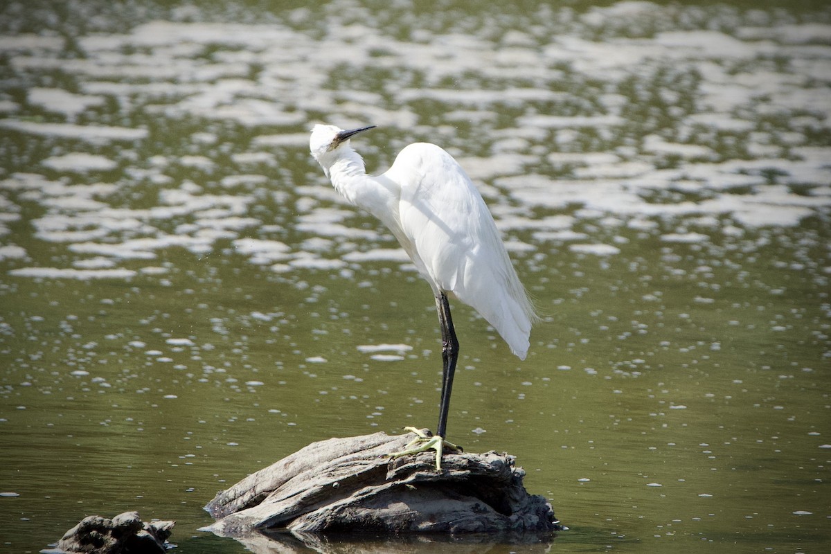 Little Egret - ML646183638