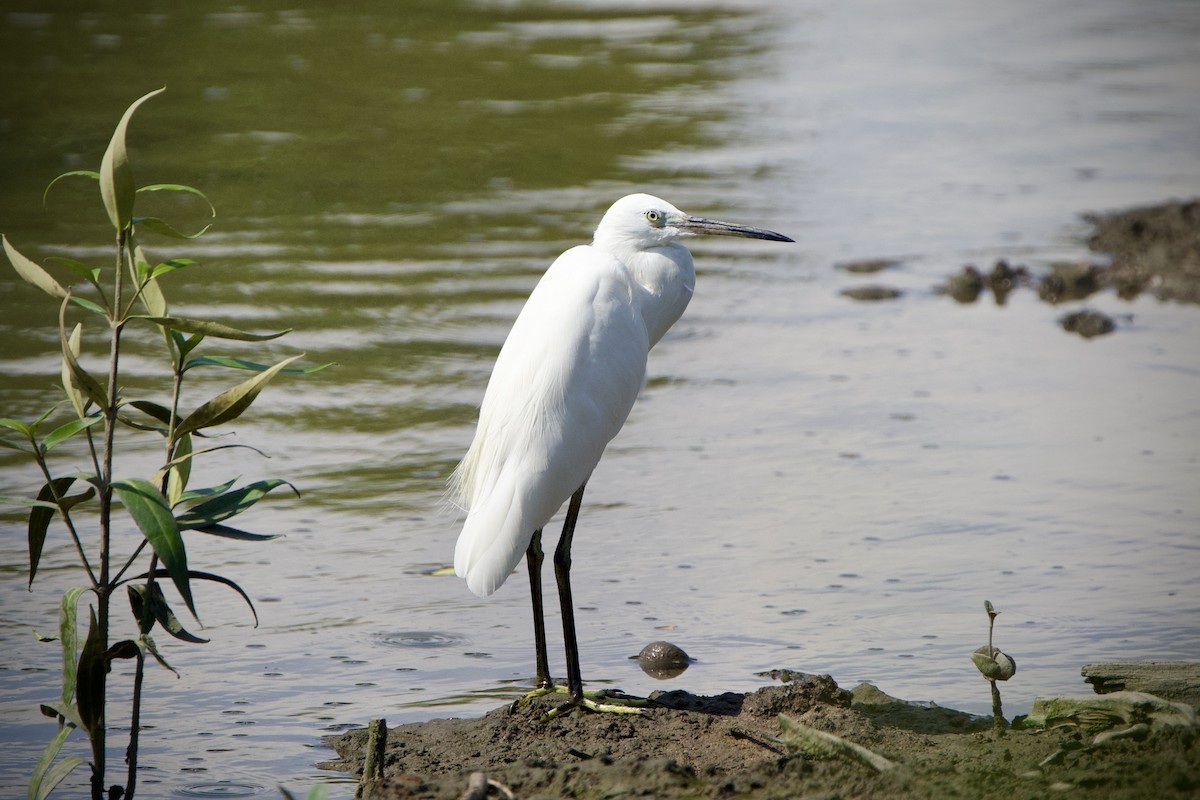 Little Egret - ML646183639