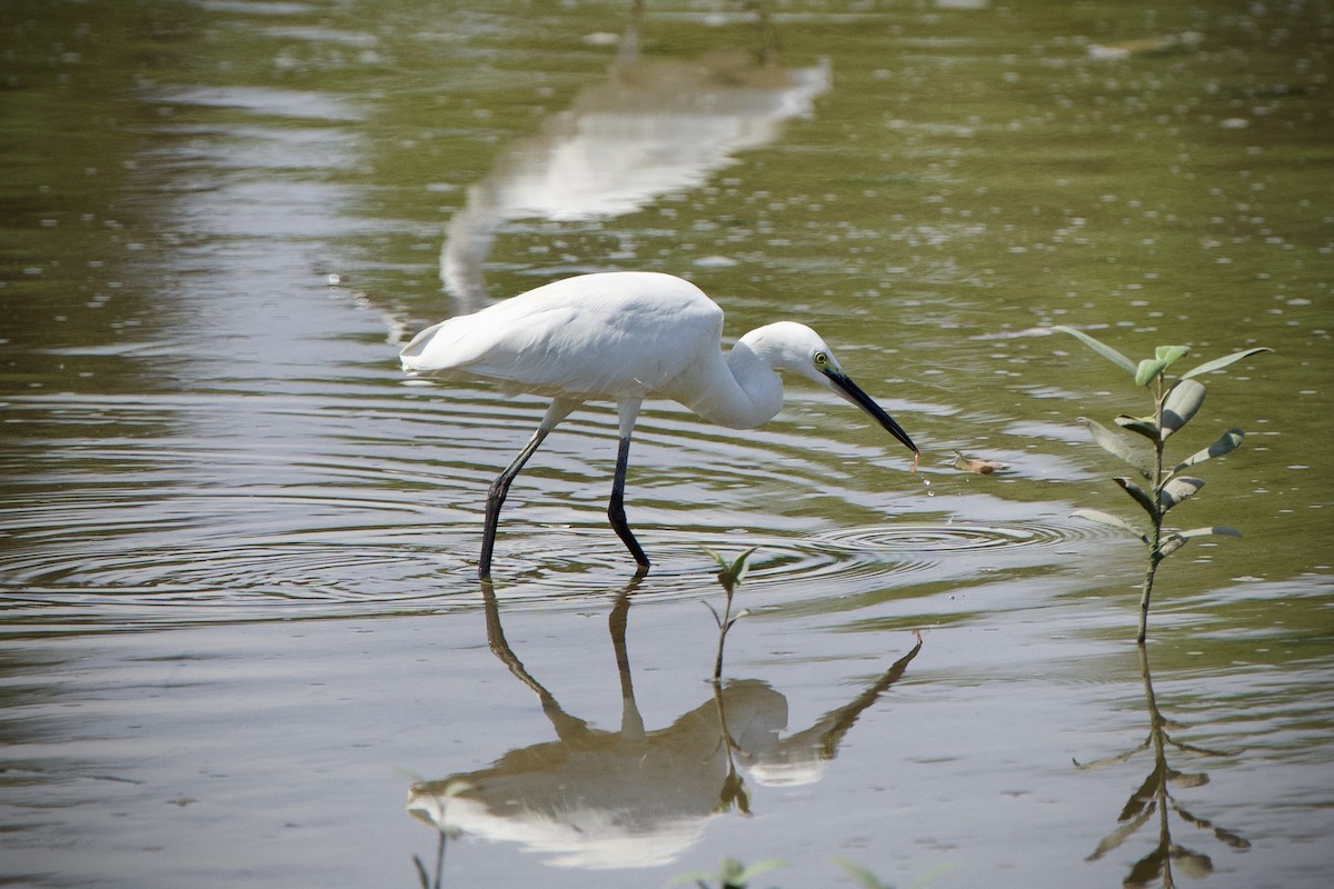 Little Egret - ML646183640