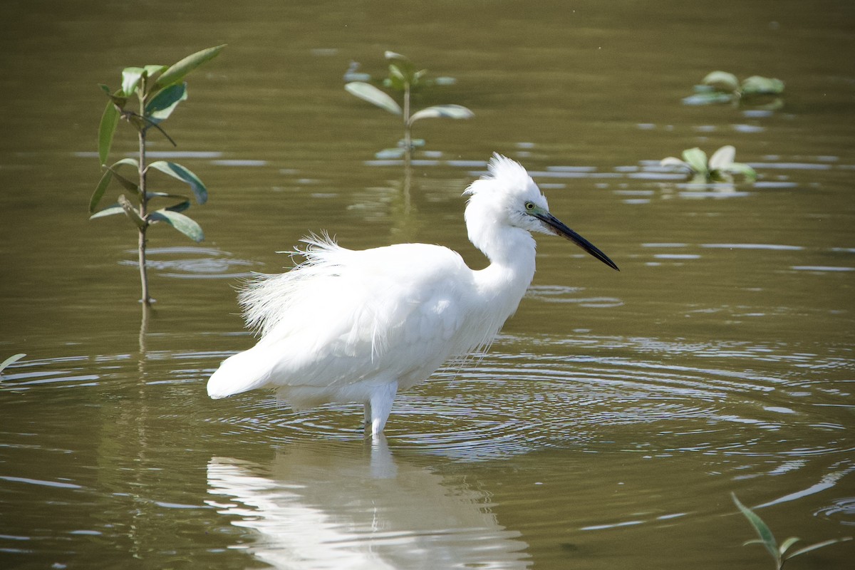 Little Egret - ML646183641