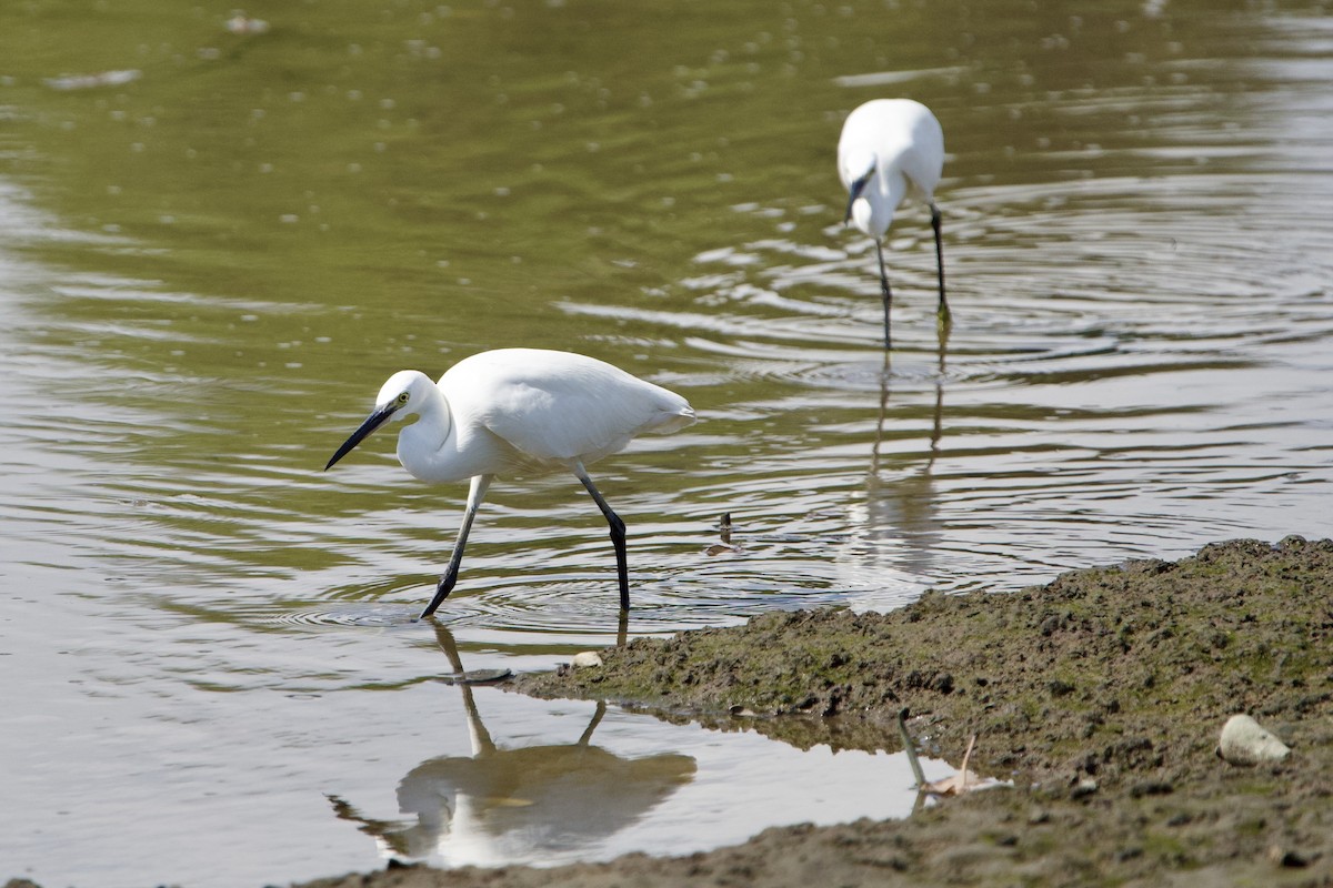 Little Egret - ML646183642
