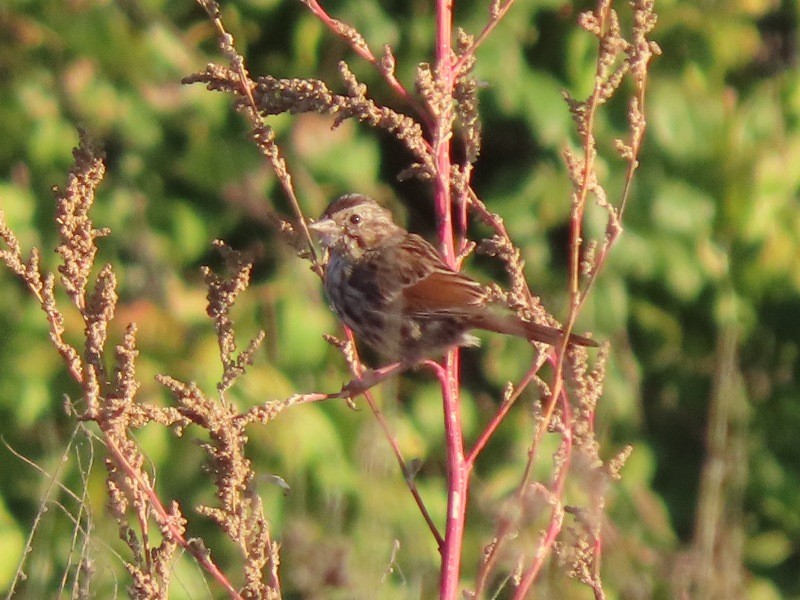 Song Sparrow - ML646183653
