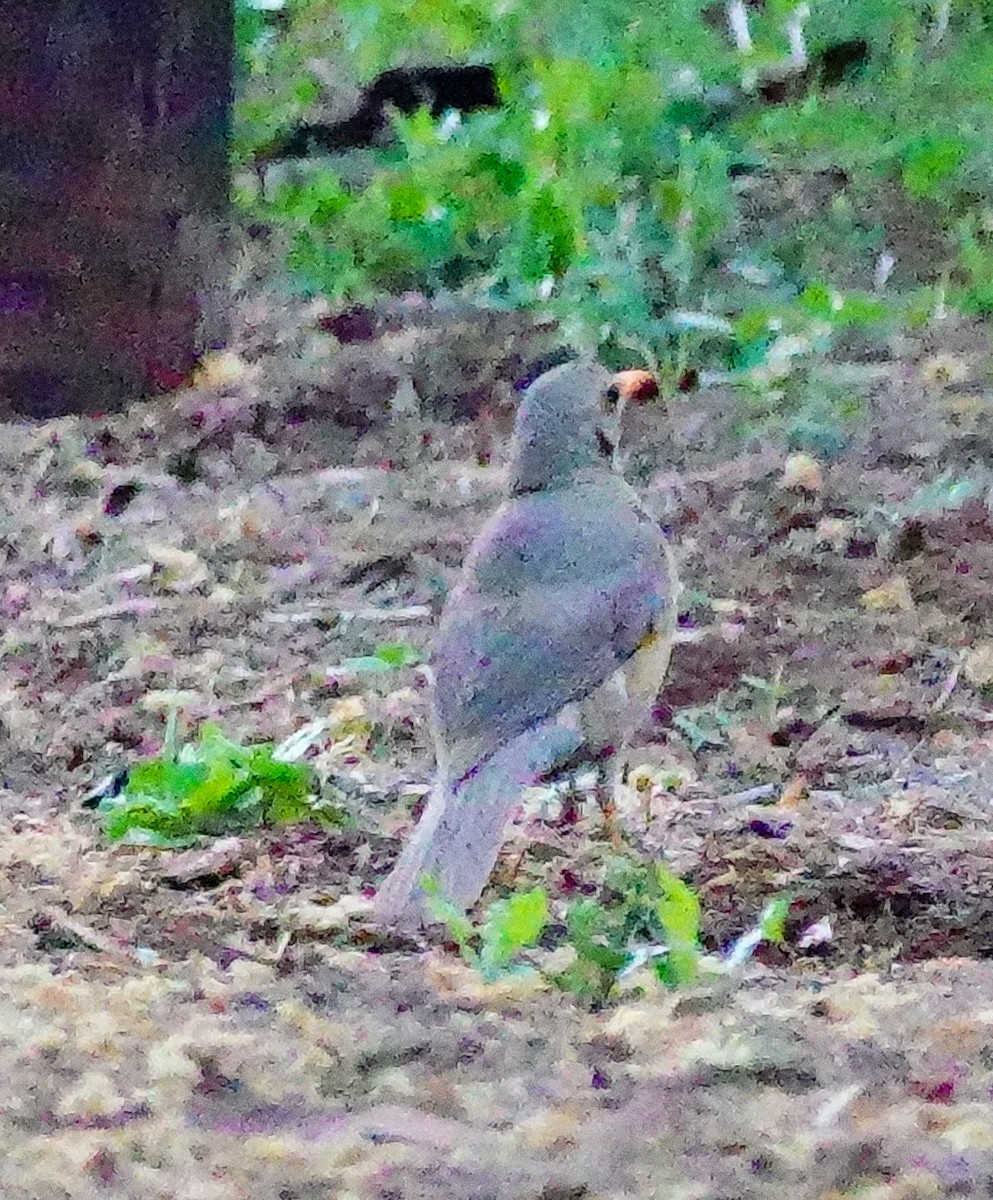 Kurrichane Thrush - ML646183655