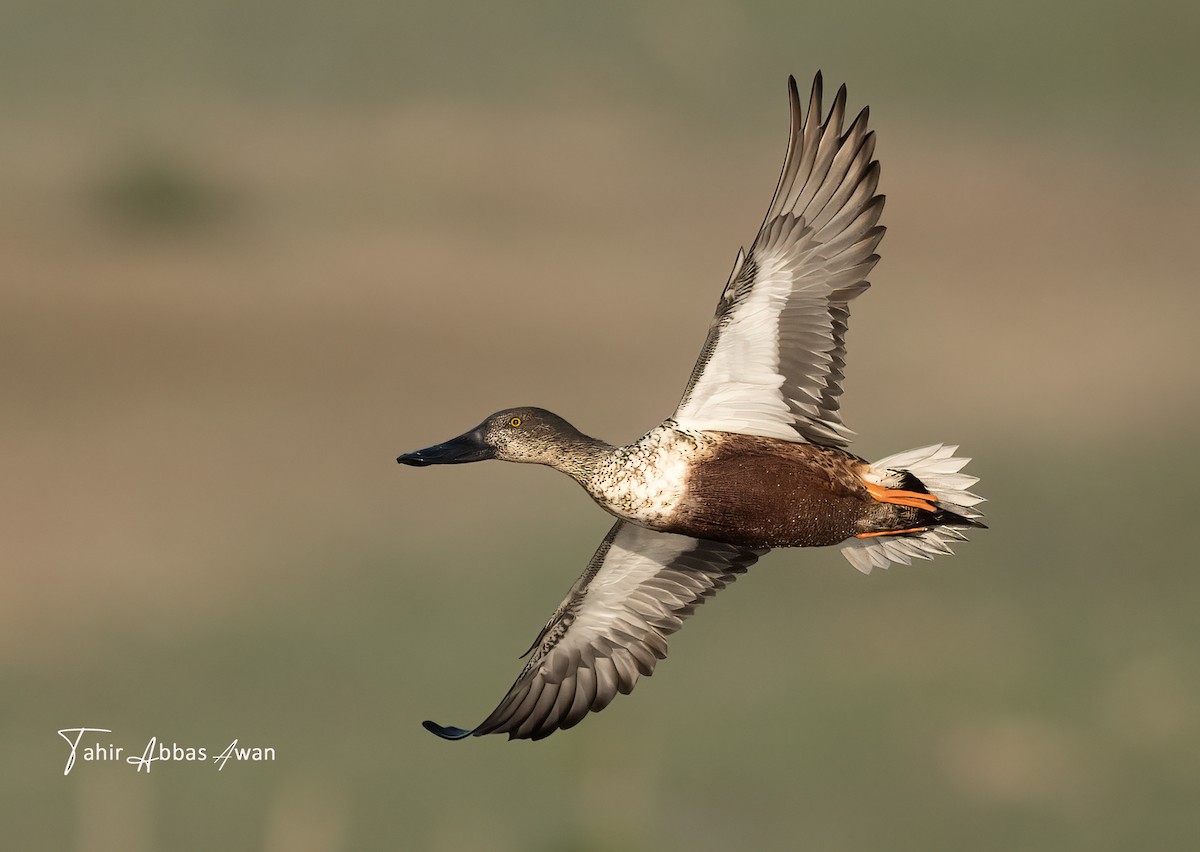 Northern Shoveler - ML646183661