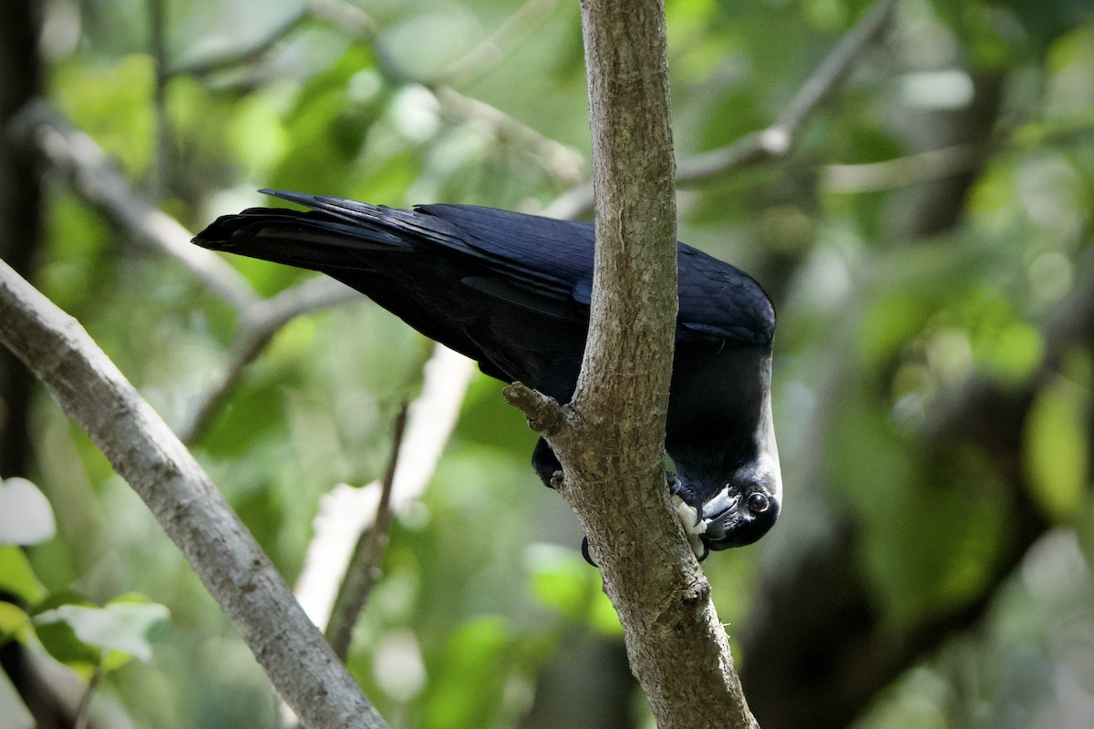 House Crow - ML646183678