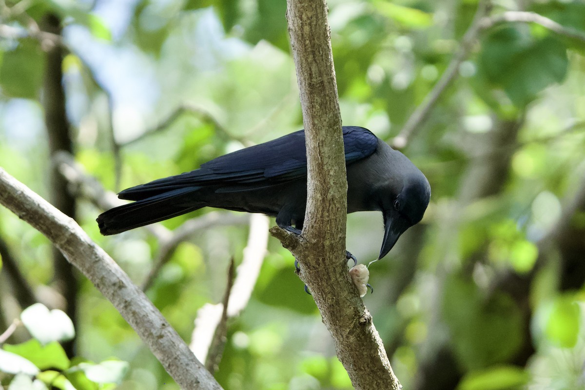 House Crow - ML646183684