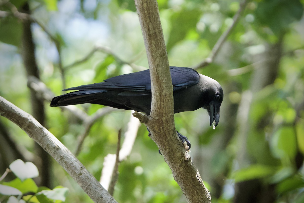 House Crow - ML646183685