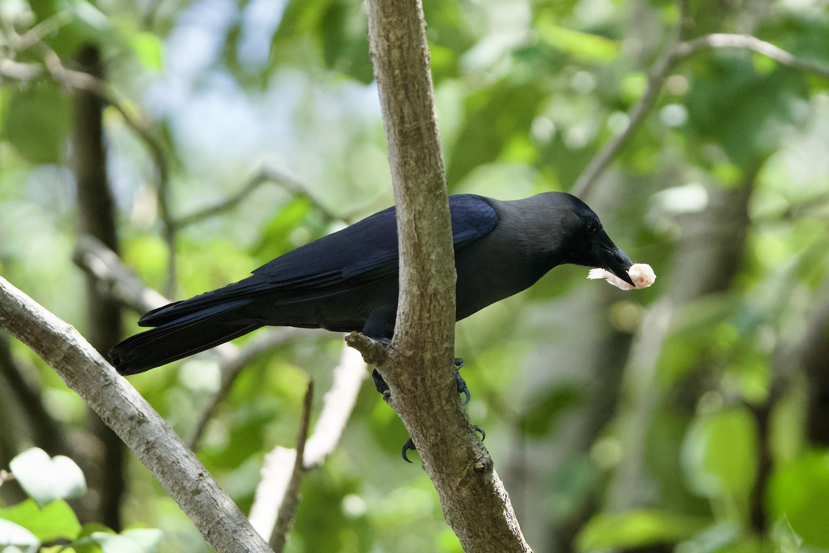 House Crow - ML646183686