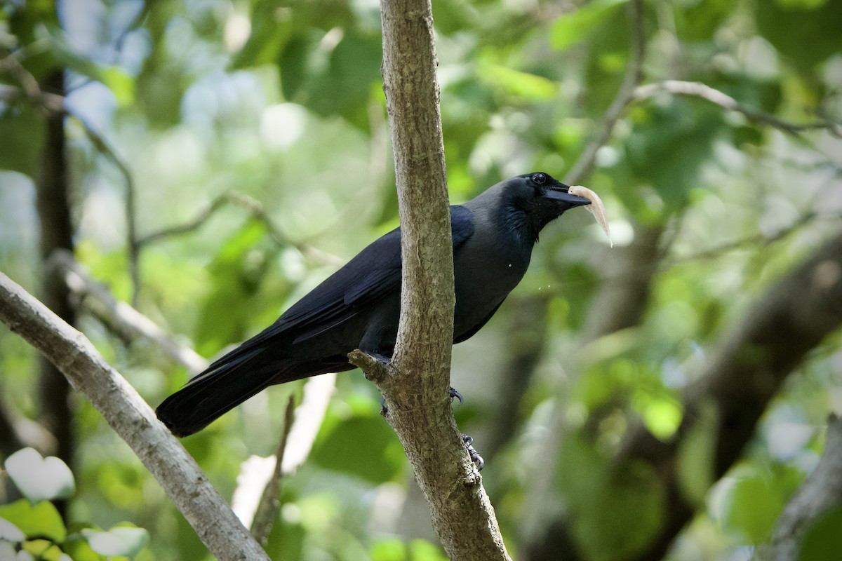 House Crow - ML646183687