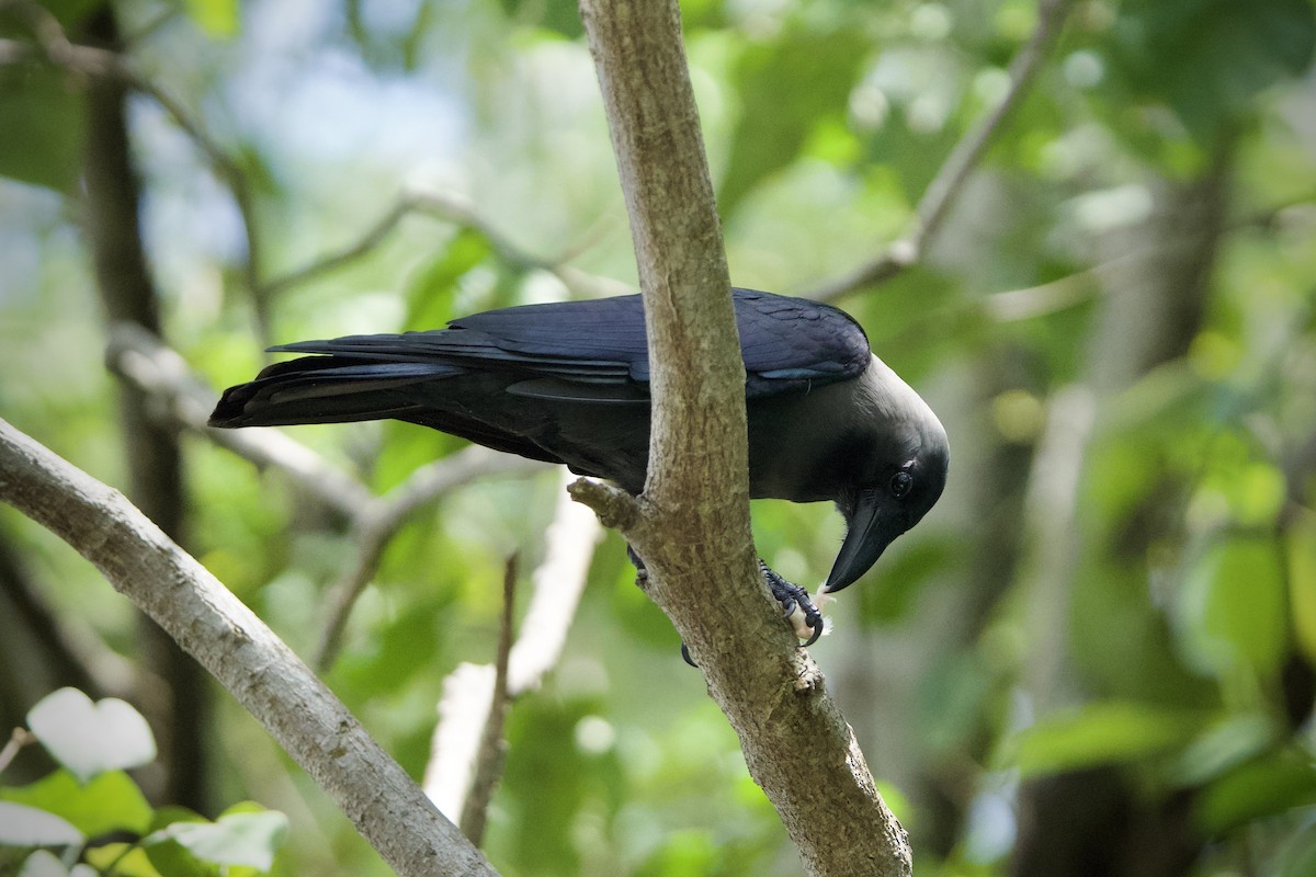 House Crow - ML646183688