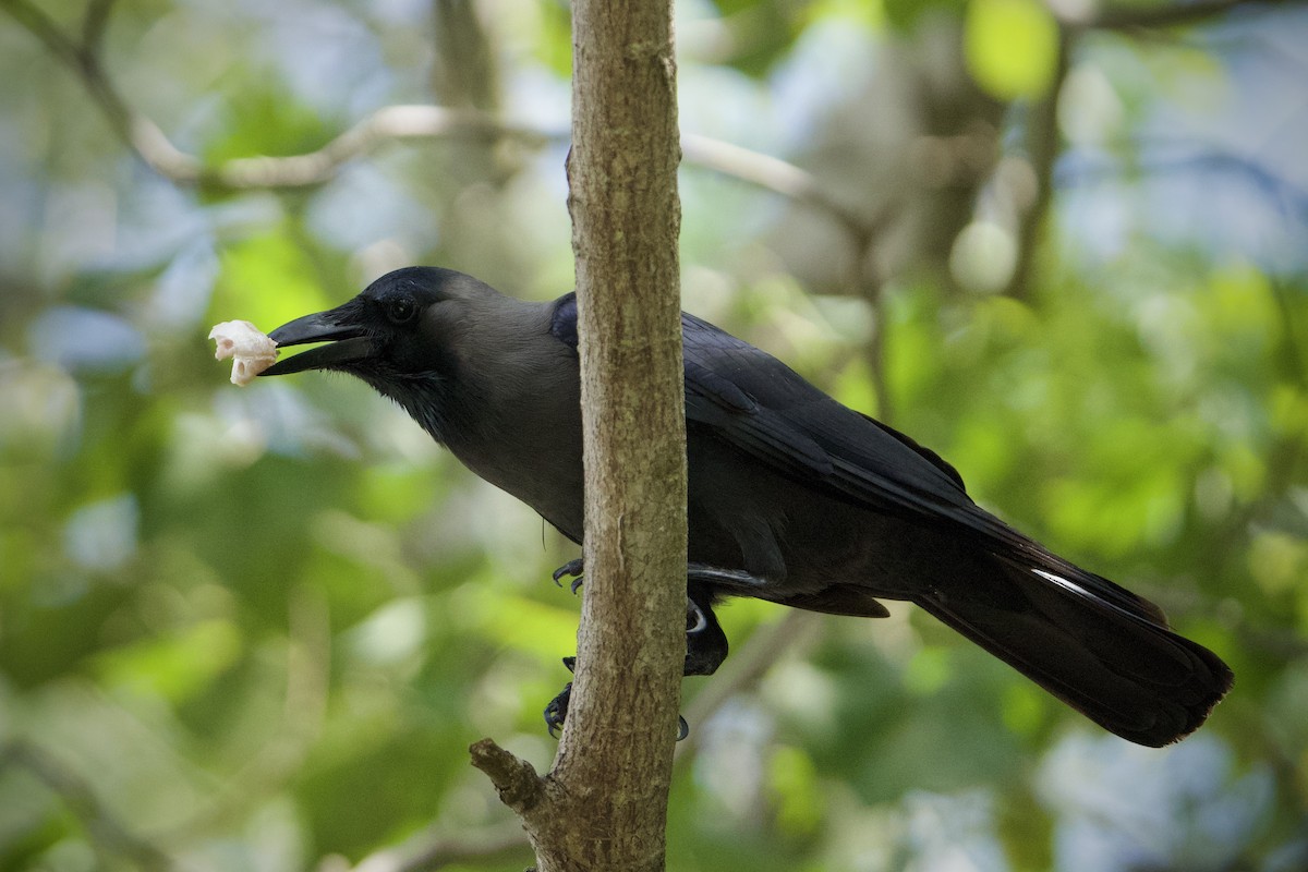 House Crow - ML646183689