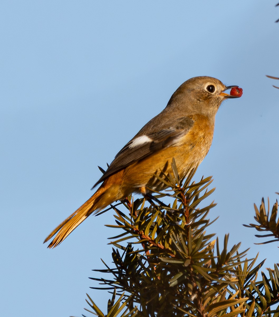 חכלילית סיבירית - ML646183691