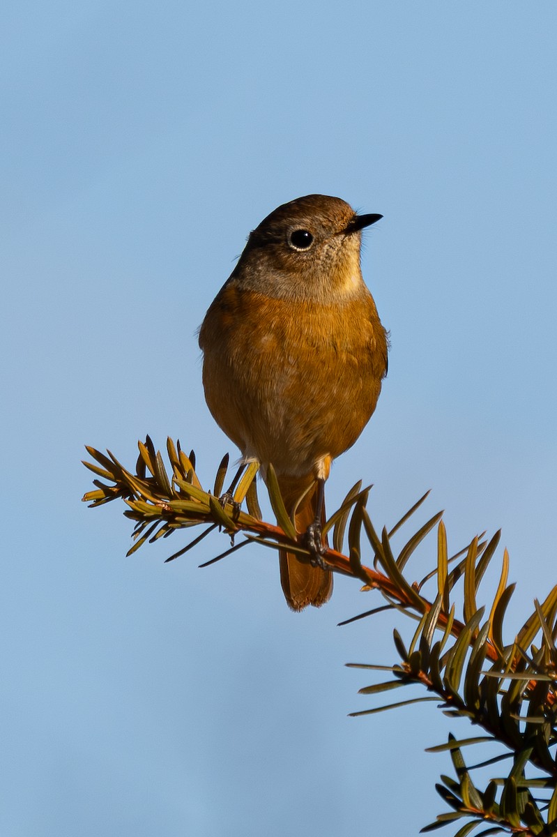 חכלילית סיבירית - ML646183692