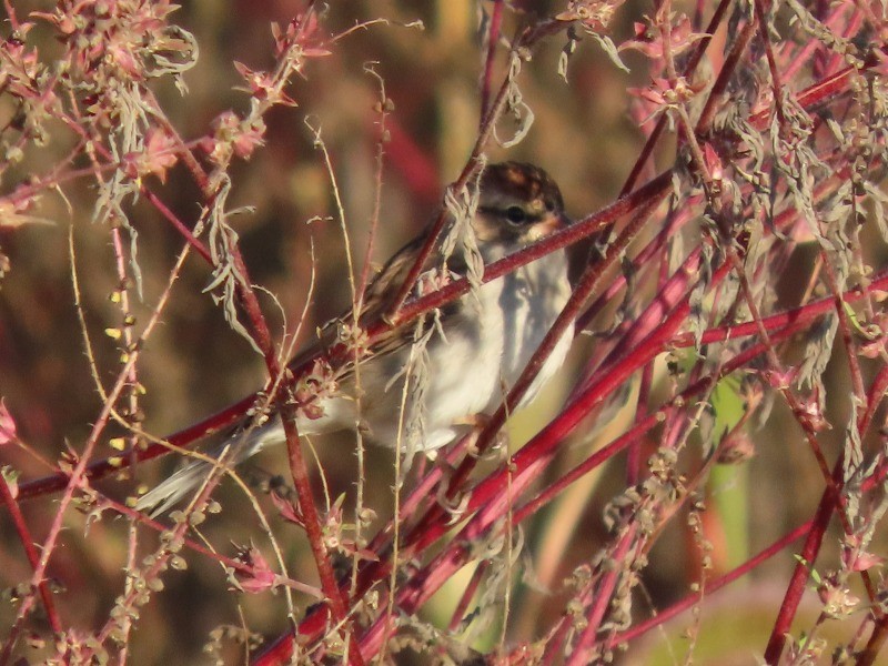 Chipping Sparrow - ML646183694