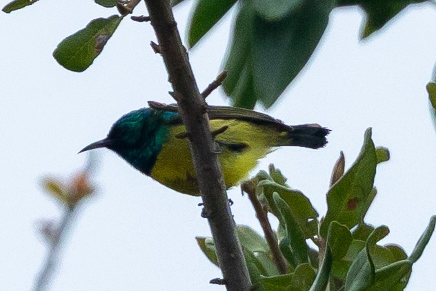 strdimil obojkový - ML646183695