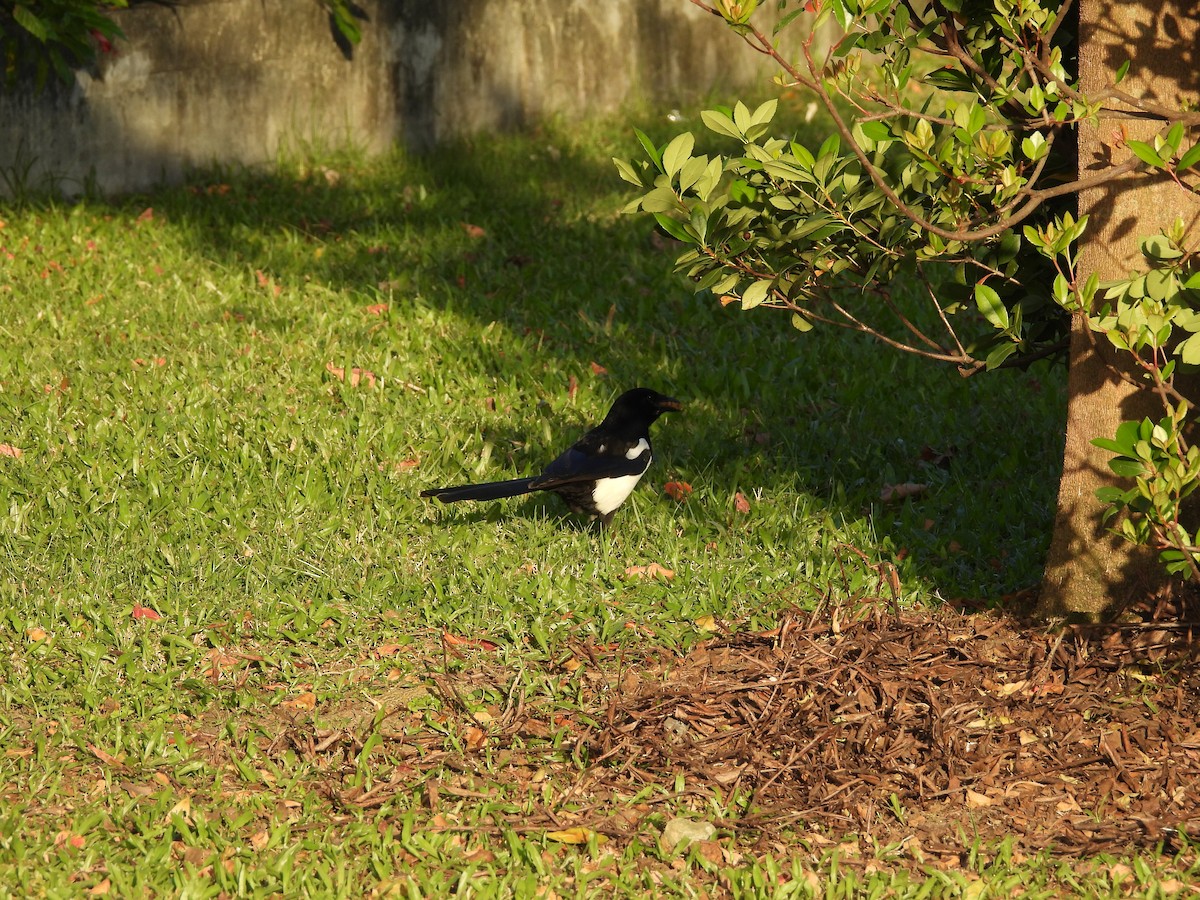 Дорнын шаазгай - ML646183696