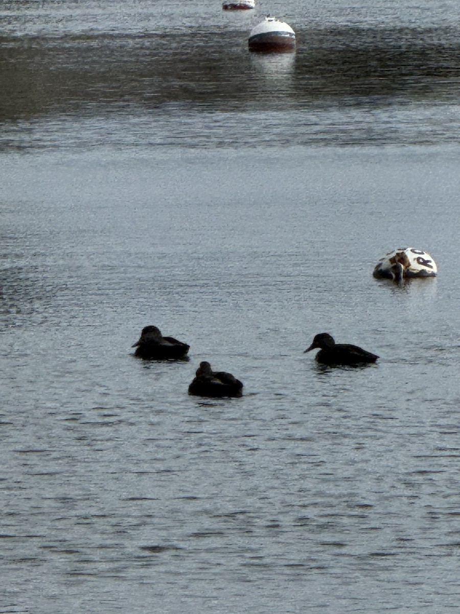 American Black Duck - ML646183697
