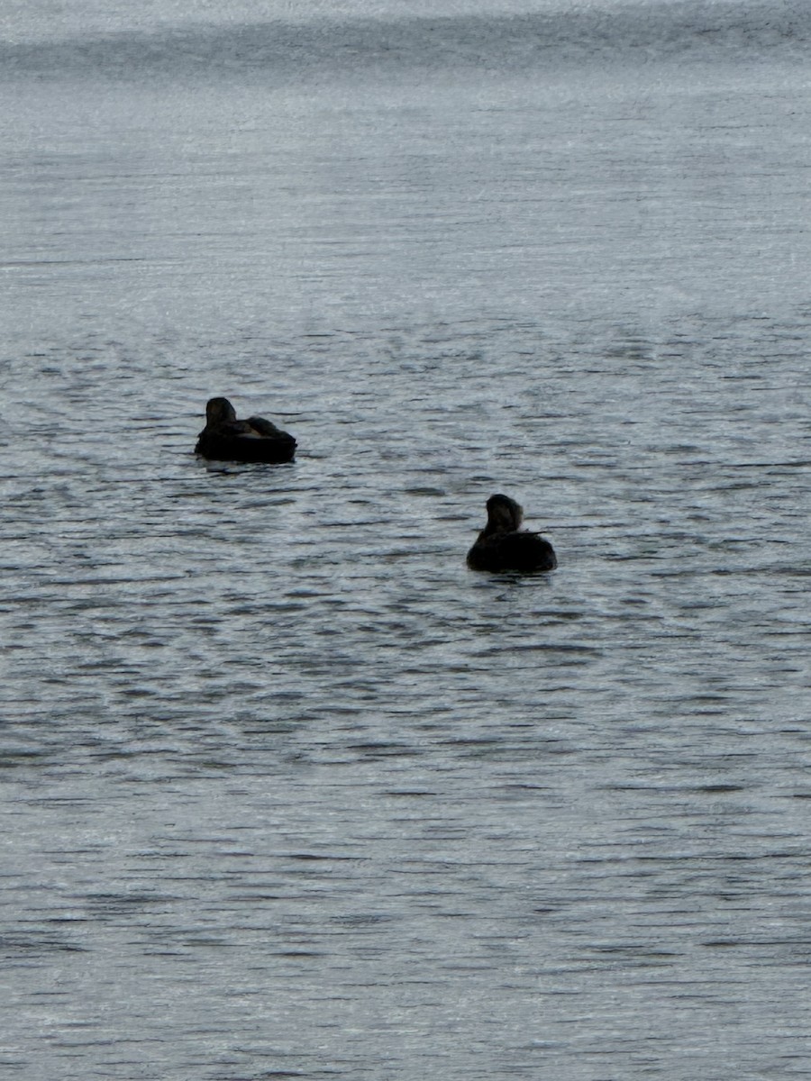 American Black Duck - ML646183698