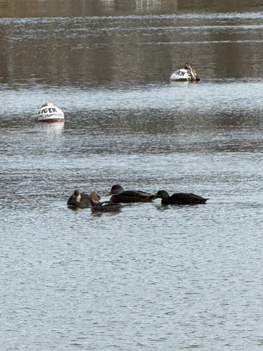 American Black Duck - ML646183699