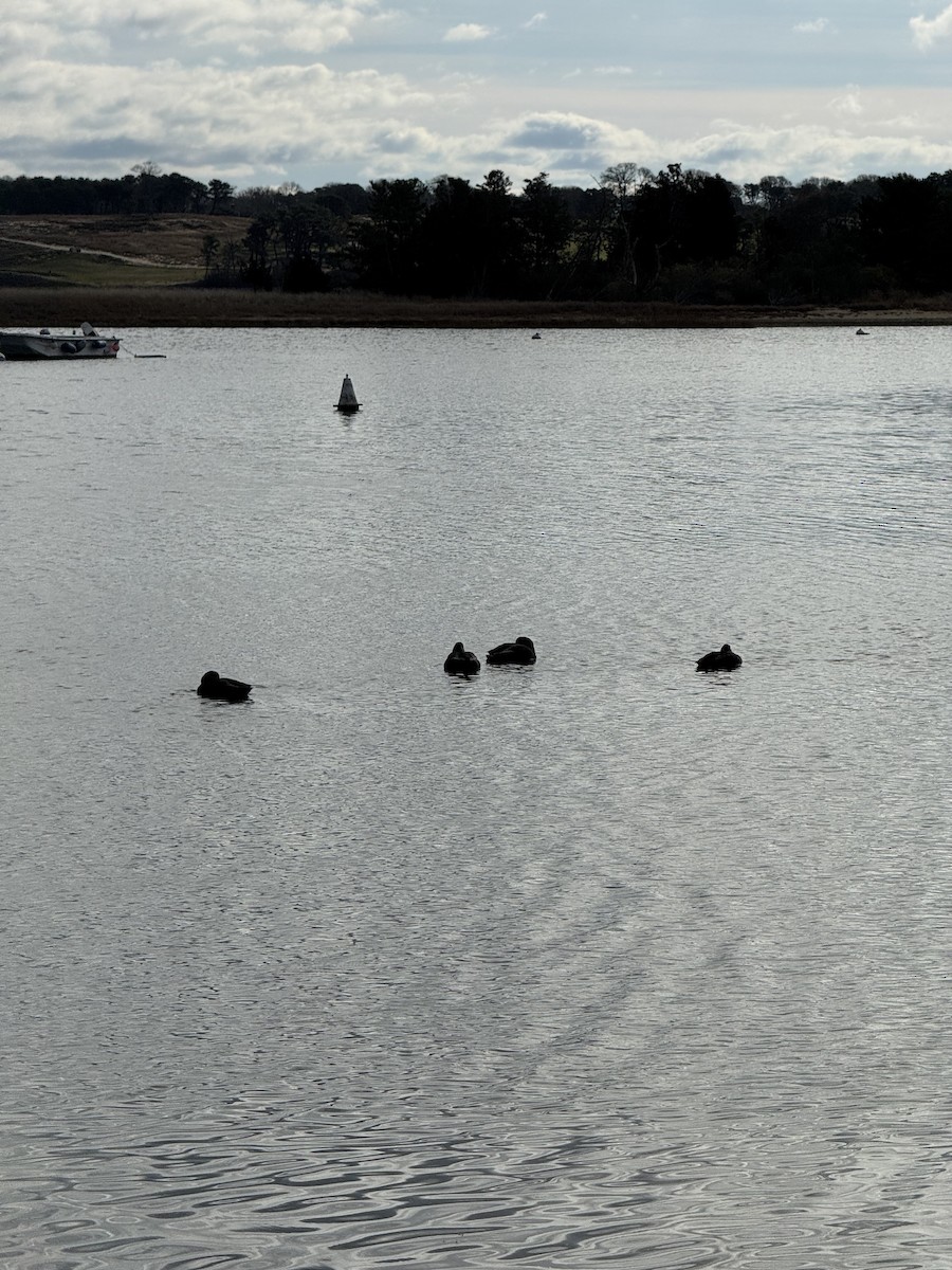 American Black Duck - ML646183700