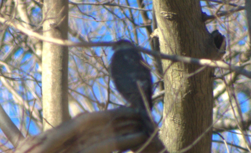 parulahauk/trostehauk - ML646183707