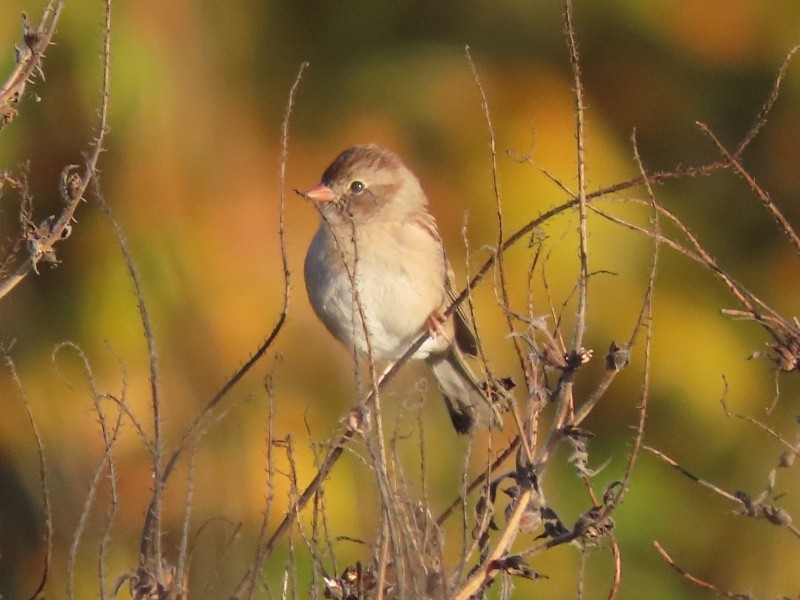 Field Sparrow - ML646183710