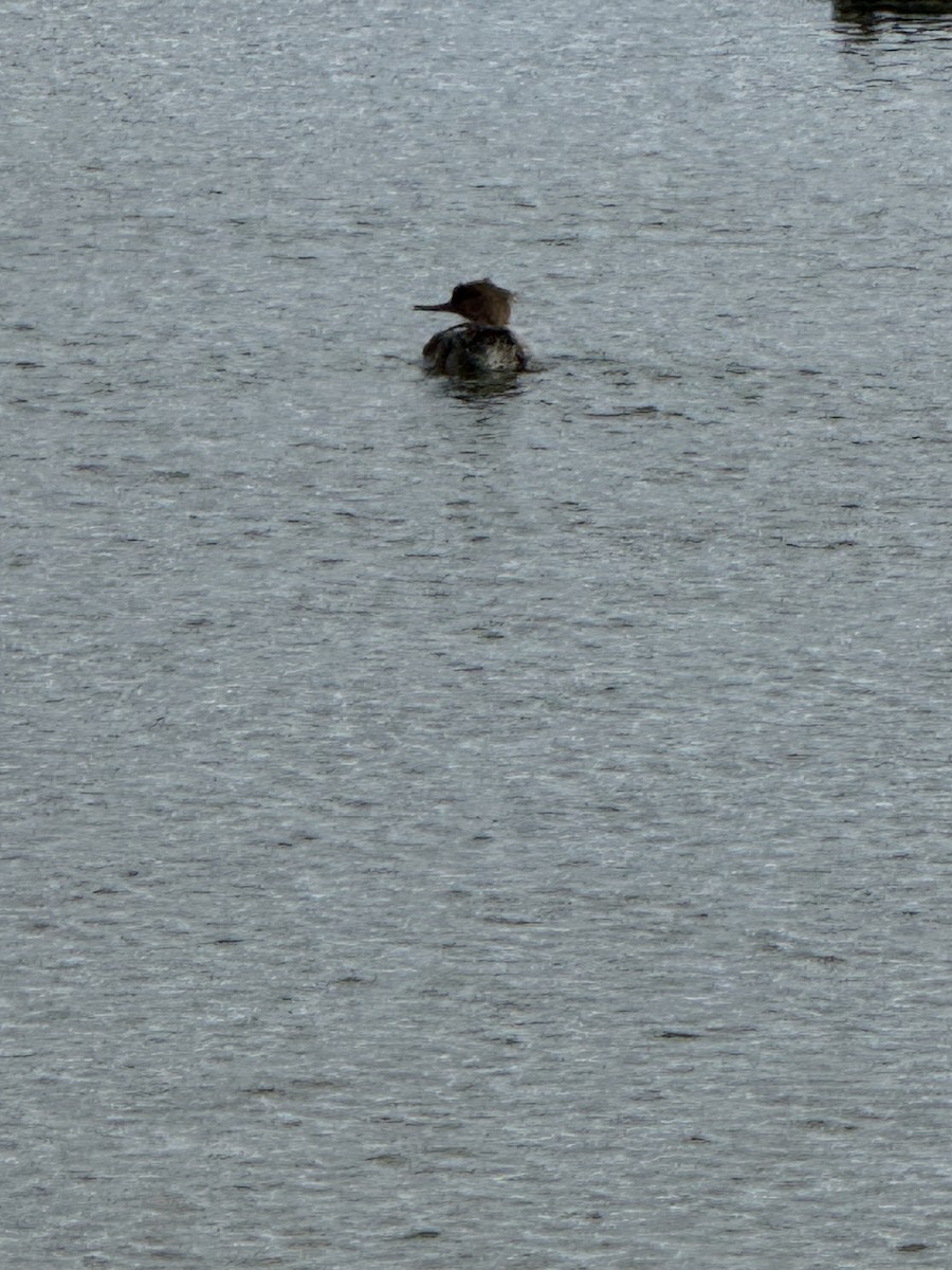 Red-breasted Merganser - ML646183718