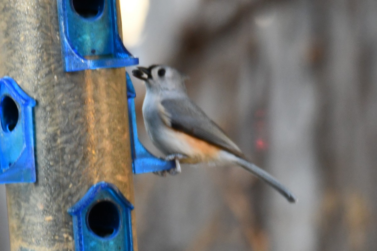 gråduskmeis - ML646183725