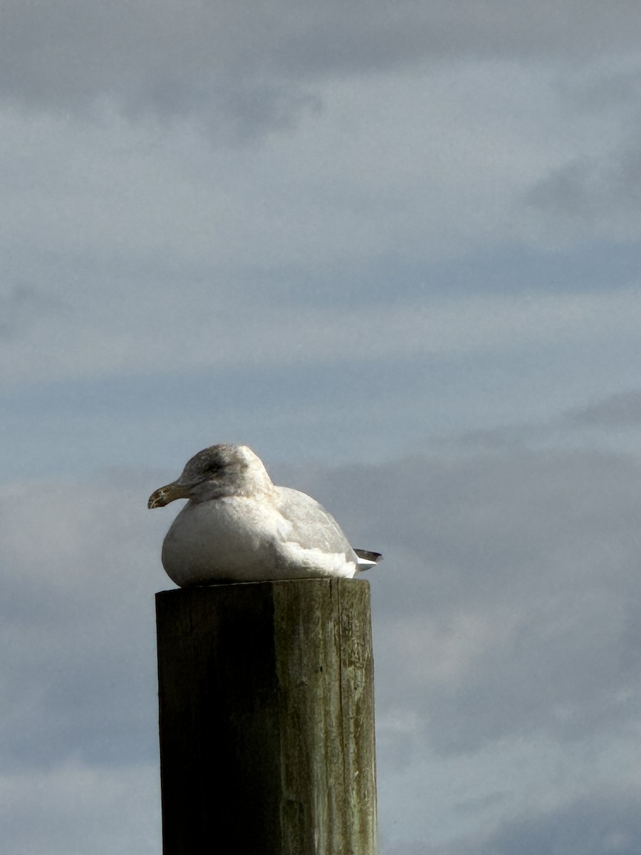 American Herring Gull - ML646183726