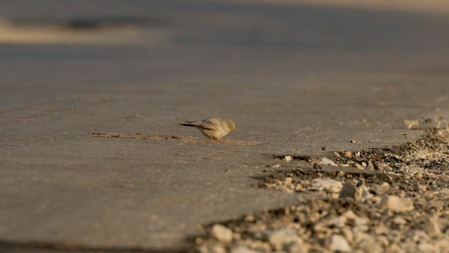 Desert Lark - ML646183733