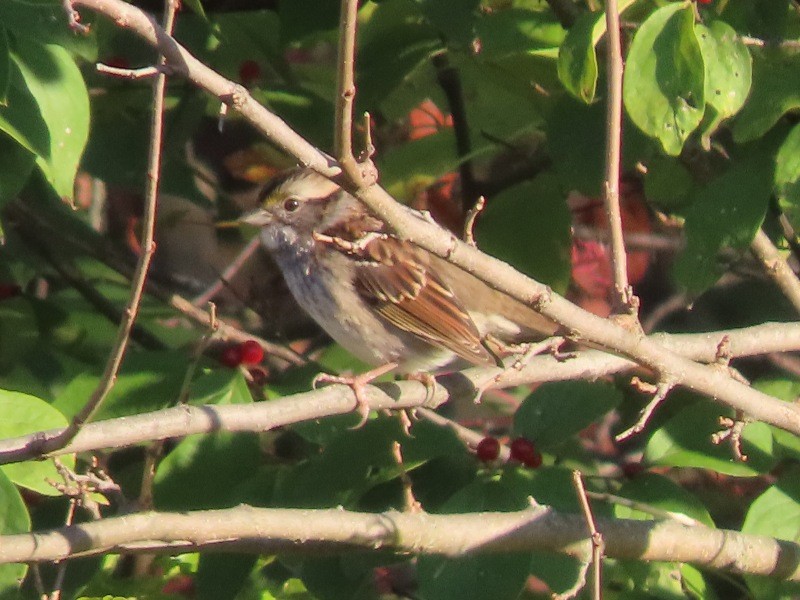 White-throated Sparrow - ML646183748