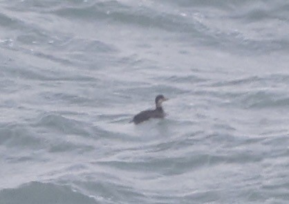 amerikasvartand - ML646183751