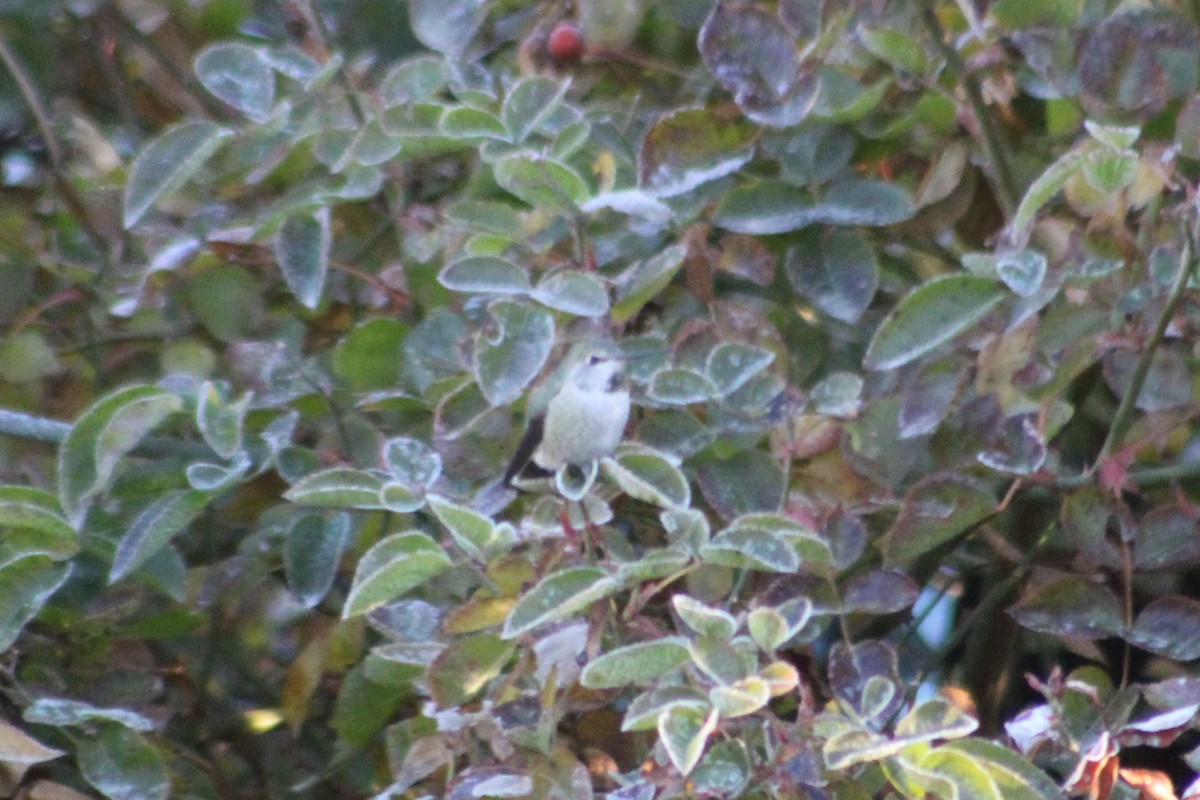 Anna's Hummingbird - ML646183763